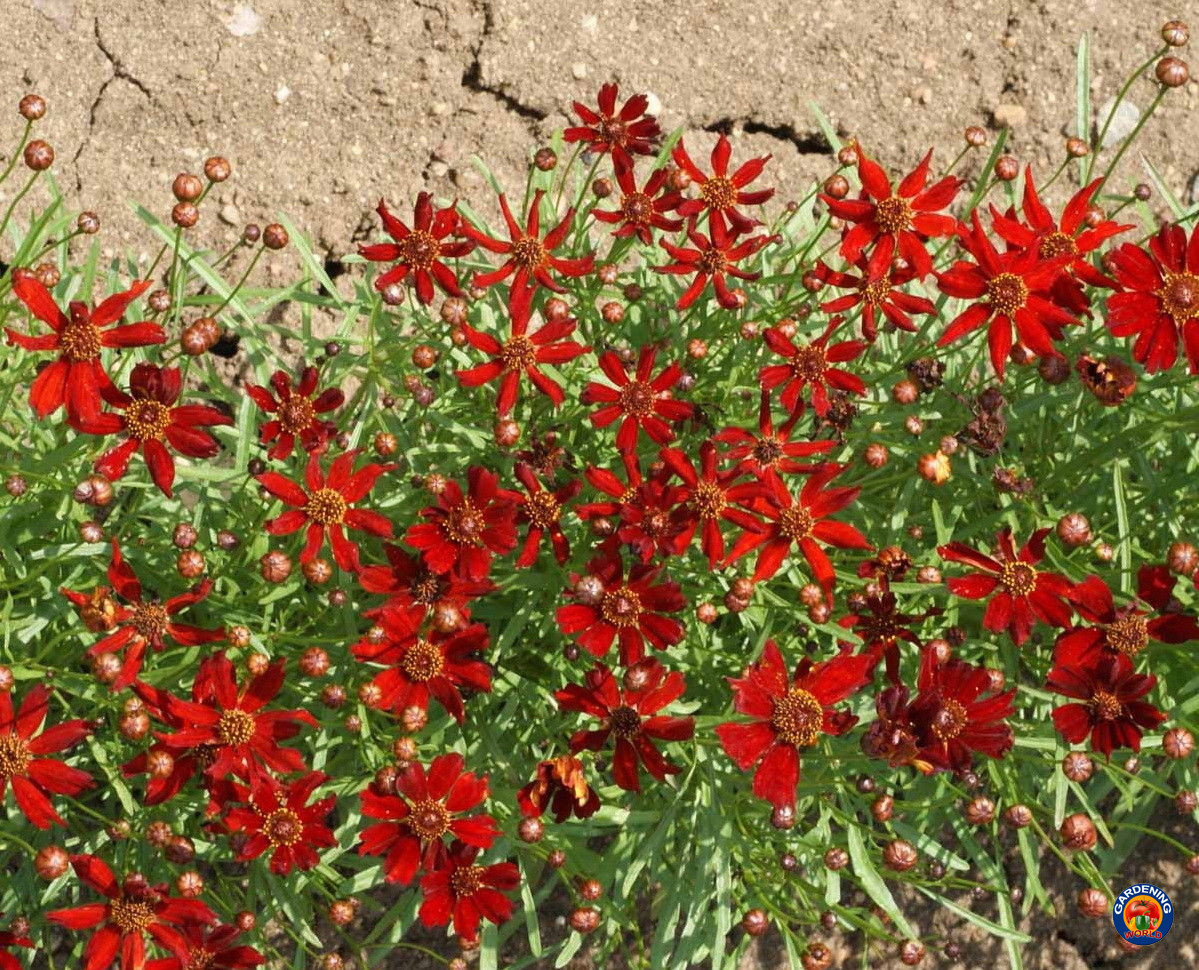 1oz Red Dwarf Plains Coreopsis Tinctoria Wildflower Flower Seeds (100,000 Seeds)