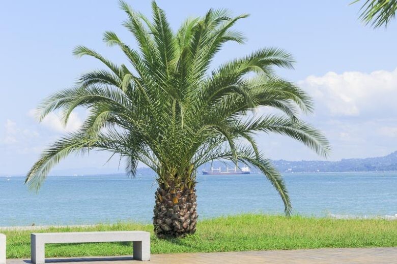 10 CANARY ISLAND DATE Pineapple PALM Tree Seeds~Phoenix Canariensis~Fruit Plant