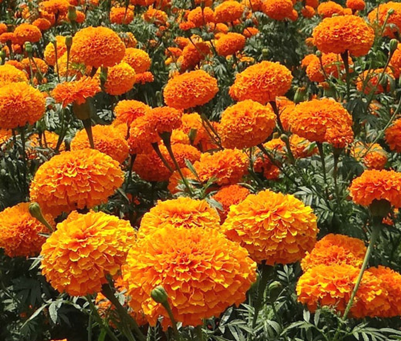 200 ORANGE CRACKERJACK MARIGOLD SEEDS ORGANIC NON GMO TALL PLANT BIG FLOWER