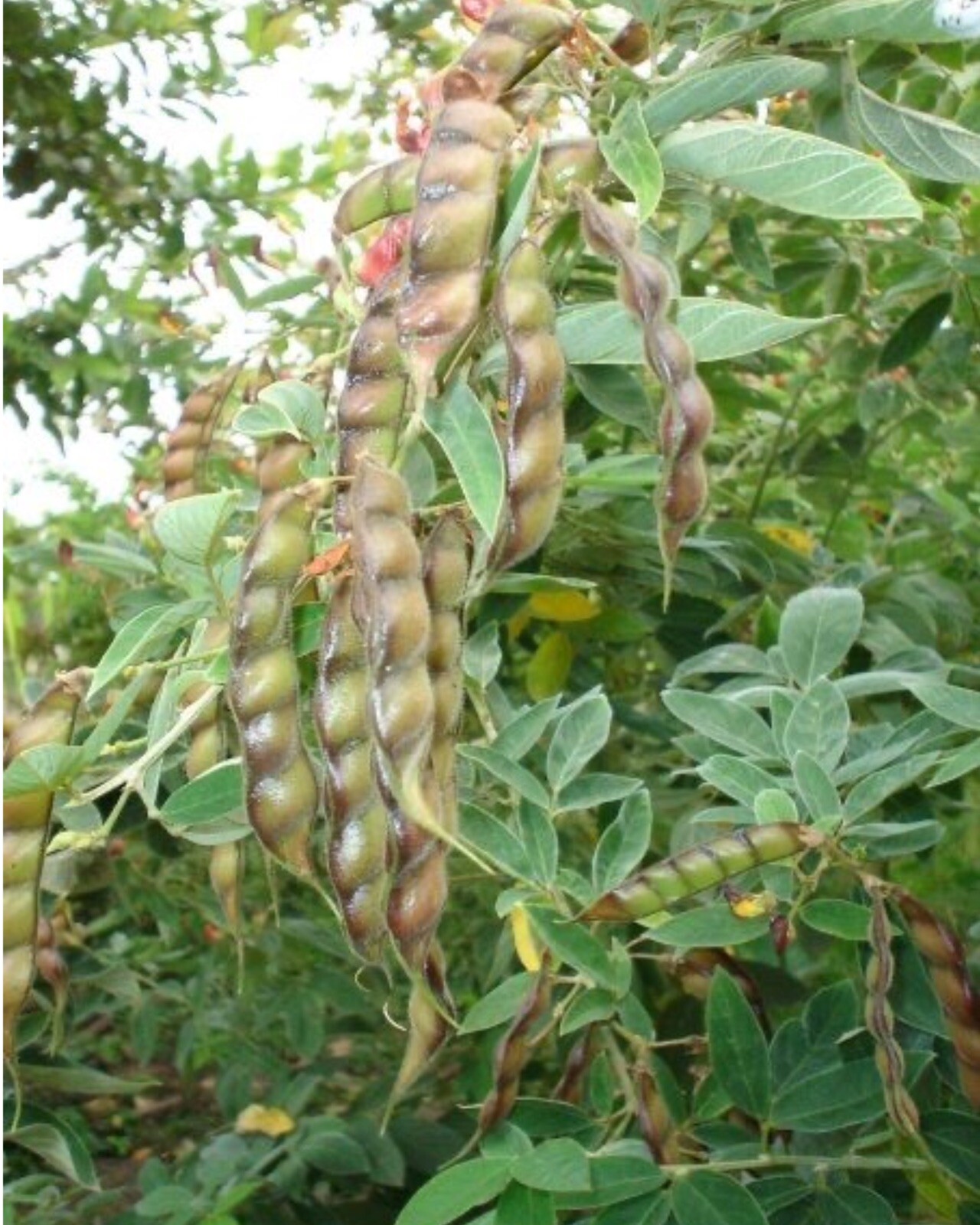 Pigeon Peas plants 30+ seeds Cajanus cajan, Gandules seeds.