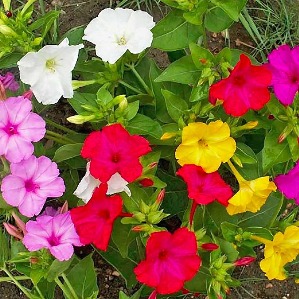 80 Mixed Four O’Clock Seeds – Tender Perennial That Reseeds Easily