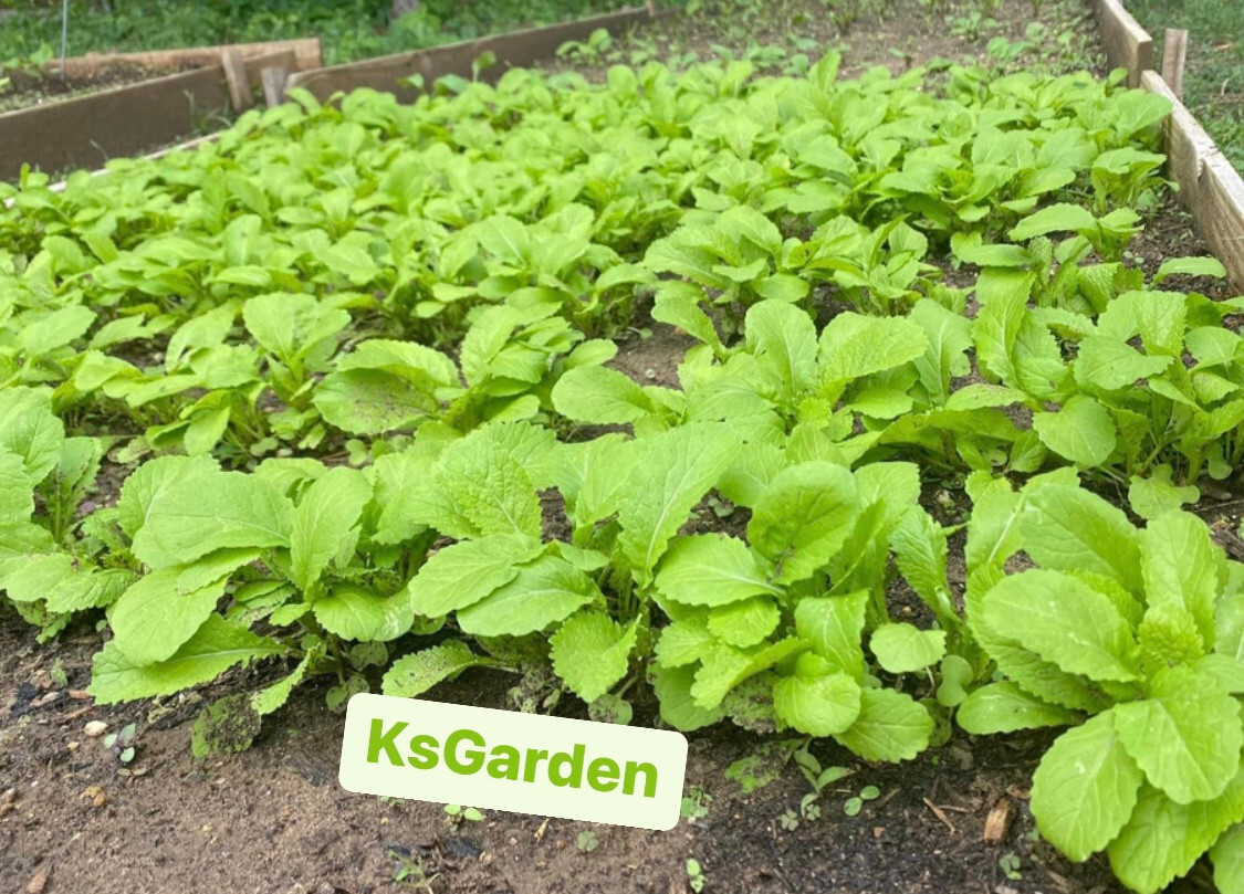 300+ PCS GREEN MUSTARD SEEDS, HẠT CẢI BẸ XANH | HIGH GERMINATION |