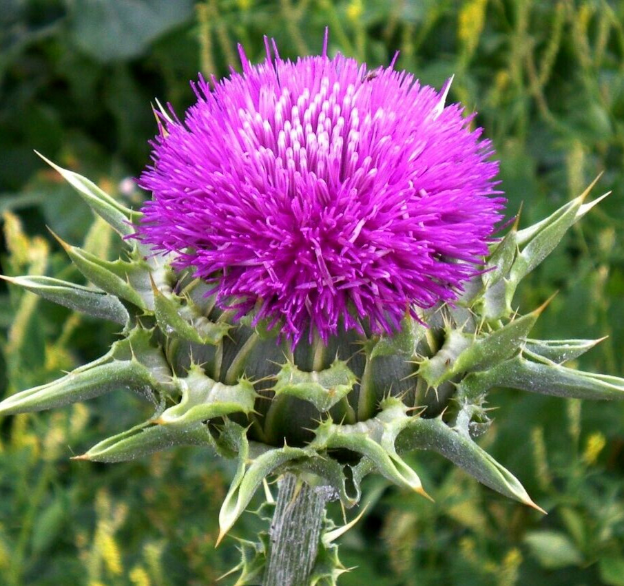 75+ Milk Thistle Seeds – Organic – Silybum marianum – Culinary and Medicinal
