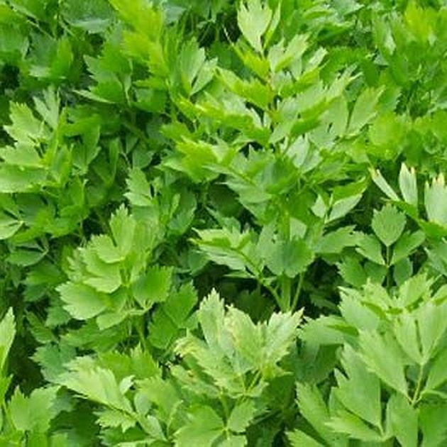 Organic Lovage Seeds, 200 seeds E91, Non GMO, Open Pollinated, Medicinal