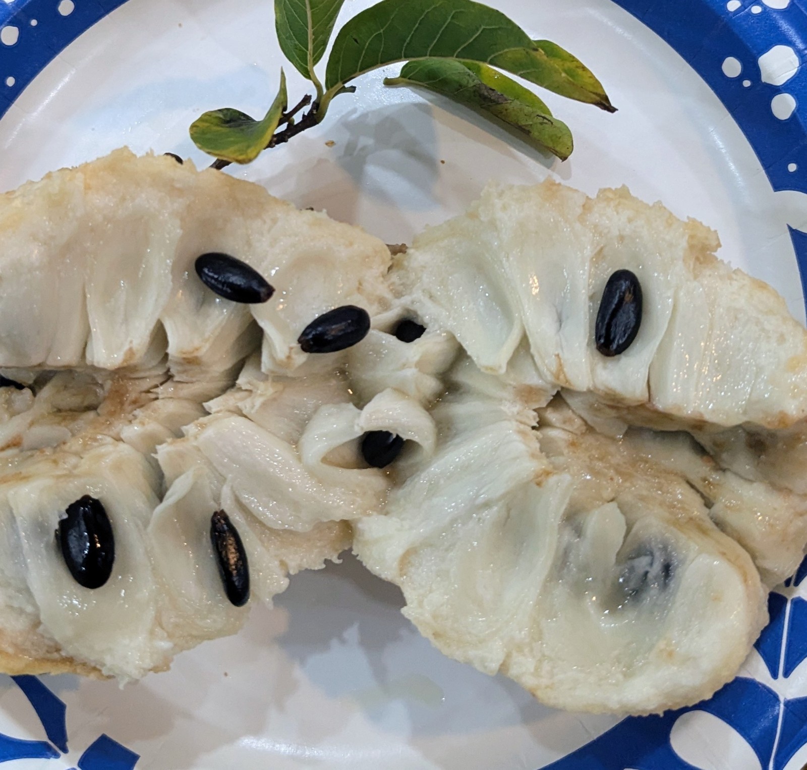 20 Organic Sugar Apple/Mãng Cầu Dai/Annona Squamosa Sweetsop Seeds-Florida Grown