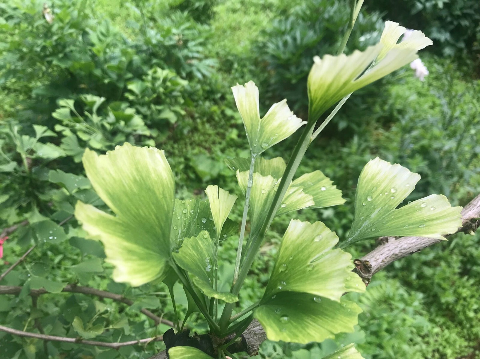 Male Variegated ginkgo biloba “Snowcloud” grafted tree, 1 year old, 5-10” Tall