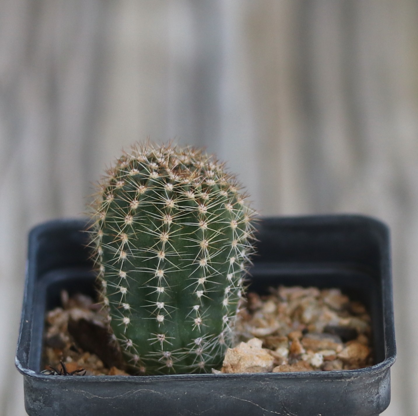 Echinopsis hybrid ‘Crimson’