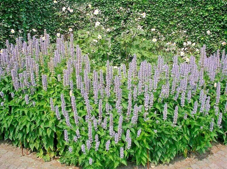 101+Purple GIANT HYSSOP Seeds Native Wildflower Drought Heat Cold Pollinators