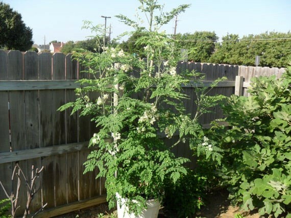 Moringa oleifera PKM1 | Drumstick & Horseradish & Benzoil Tree | 5_Seeds