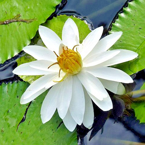 10 HAIRY WATER LILY SEEDS – Nymphaea pubescens