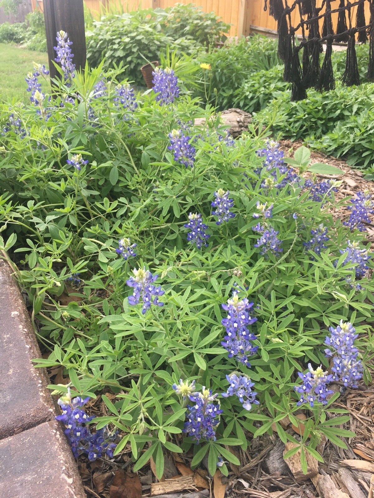 Texas Bluebonnet- Lupinnis- 150 seeds