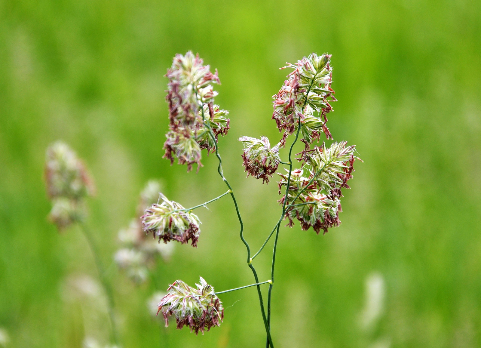 3000 QUICKDRAW ORCHARDGRASS Dactylis Glomerata Sun Shade Bunchgrass Seeds