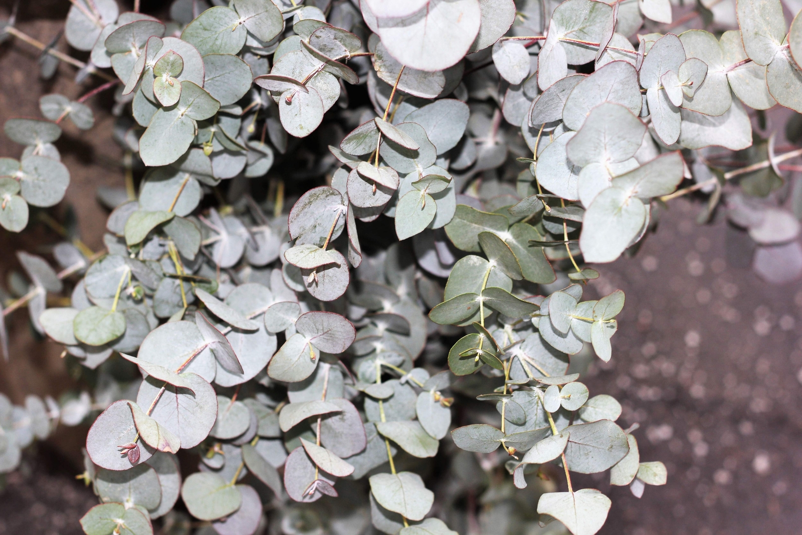 20 SILVER DROP EUCALYPTUS Gunnii Cider Gum Silver Blue Foliage Florist Tree Seed