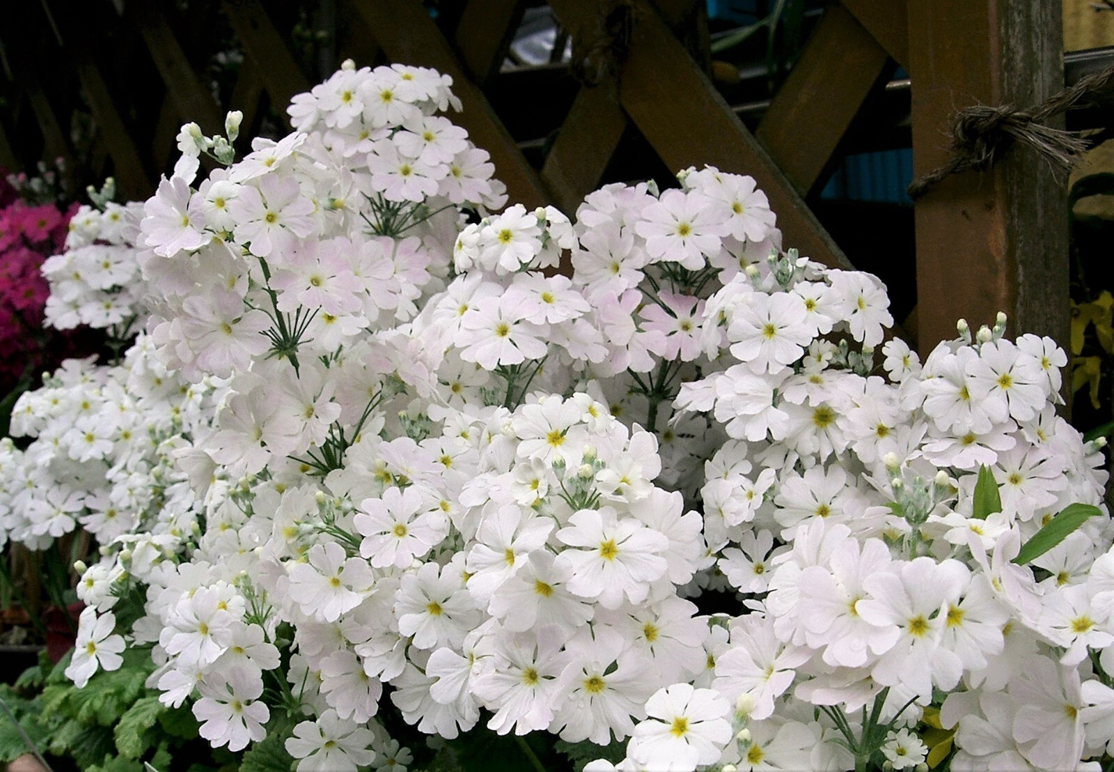 100 WHITE FAIRY PRIMROSE Primula Malacoides Shade Houseplant Flower Seeds