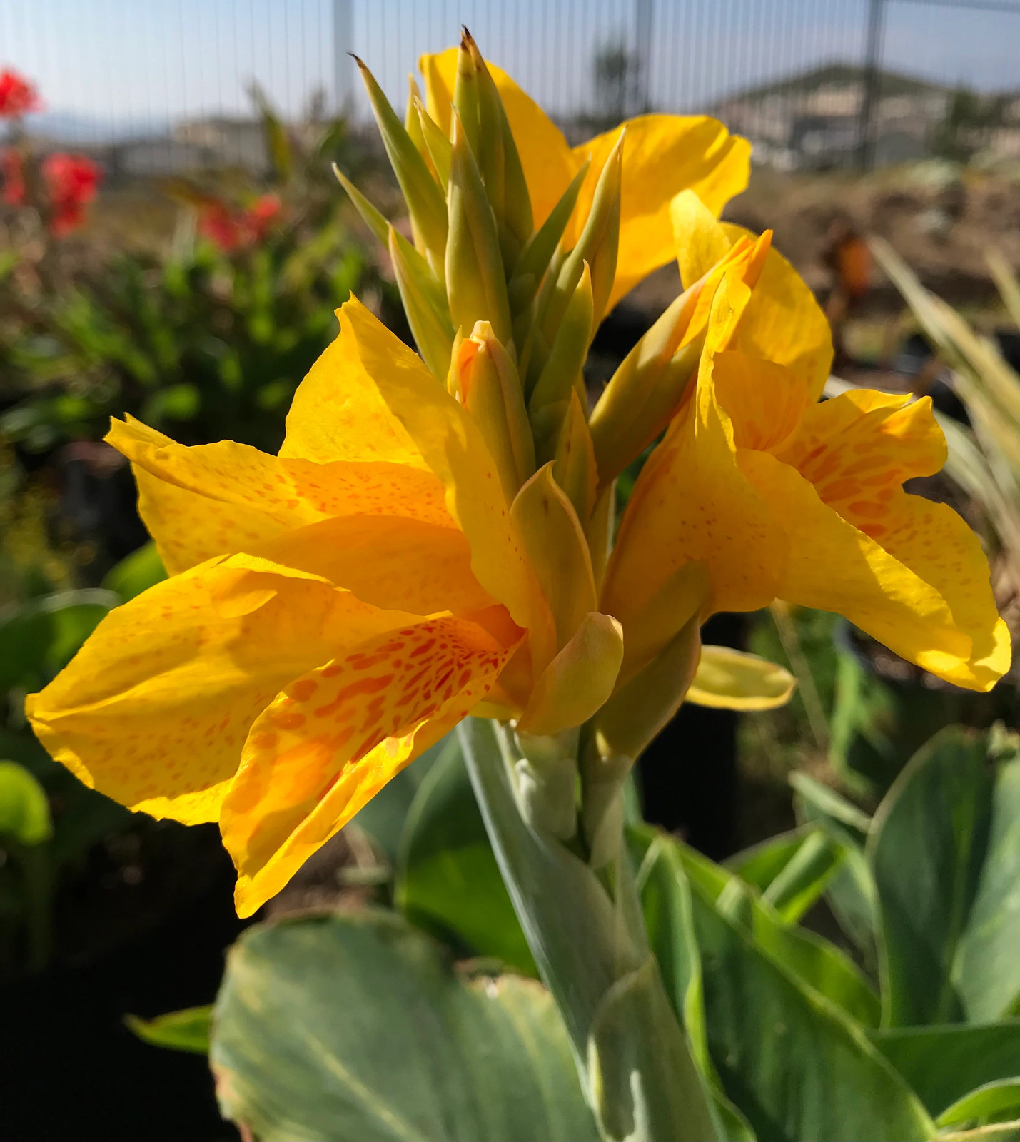 Golden Lucifer Rhizomes – Yellow Red Speckled Blooms – 1-Rhizome