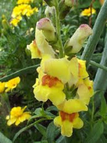 50+ Snapdragon Antirrhinum Lipstick Gold Bi-Color Flower Seeds / Annual