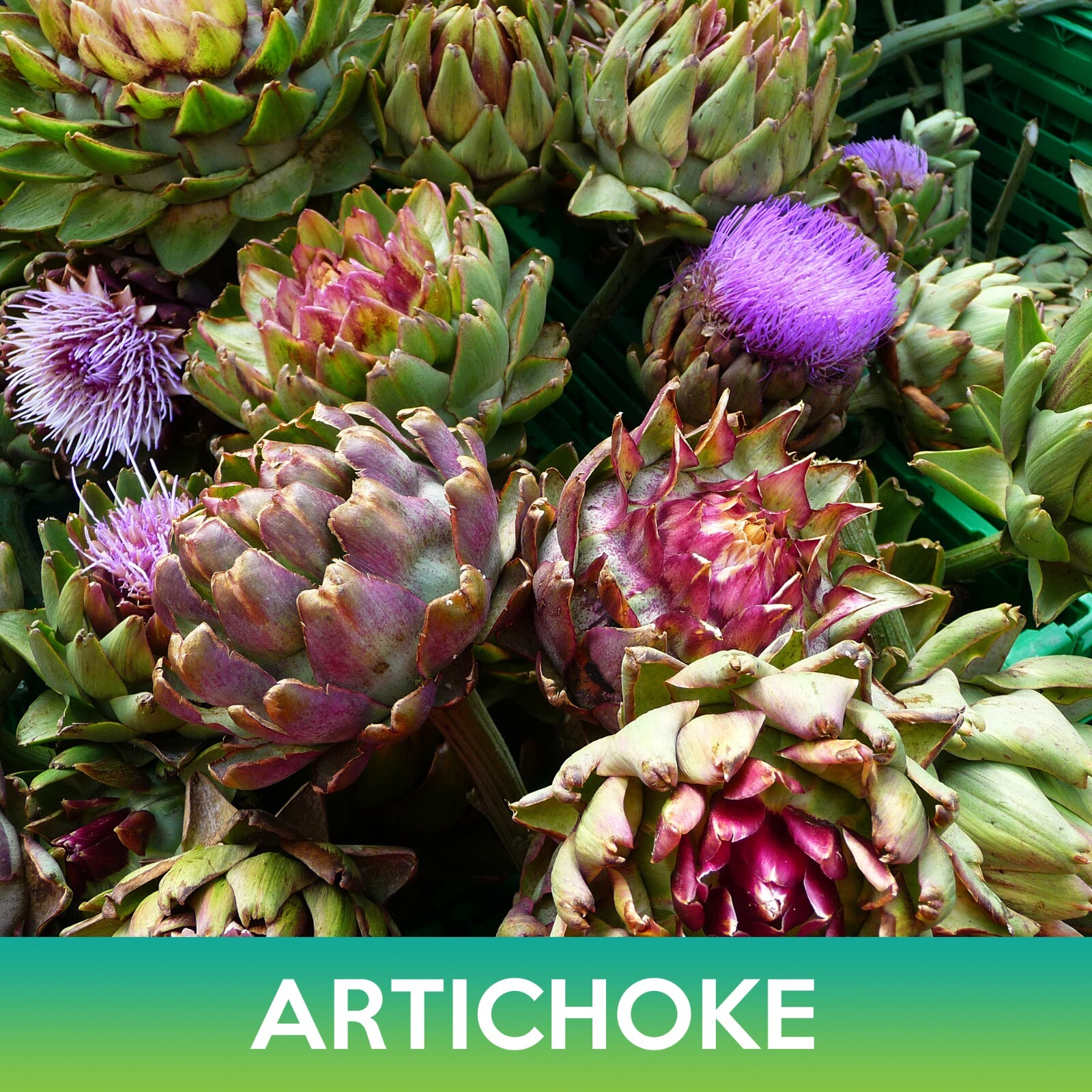 Artichoke Seeds, Cynara scolymus, Combined Shipping on 500+ Seed Varieties!