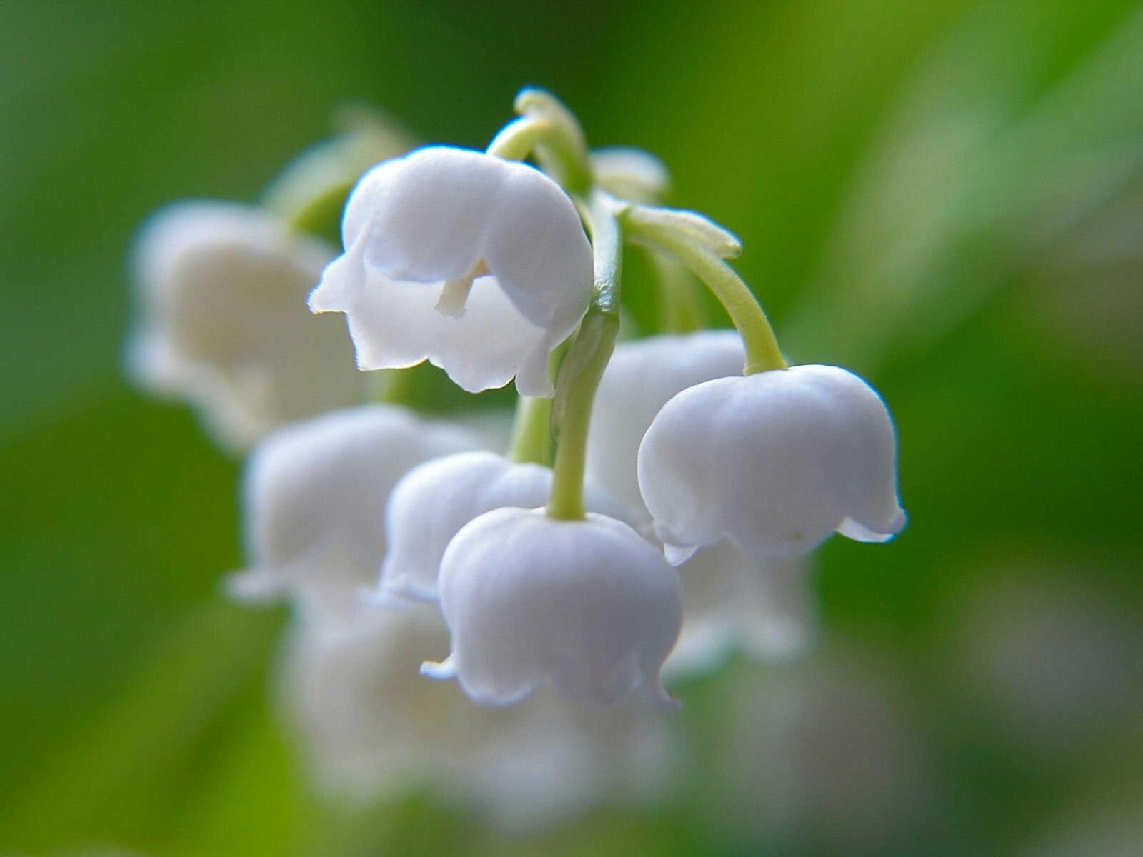 8 Rhizomes (Pips) Lily of The Valley, Convallaria Majalis, May Bells Mary’s Tear