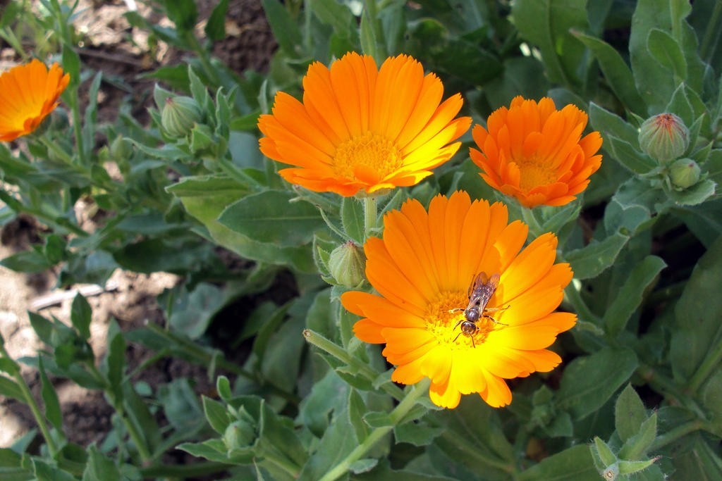 50 Calendula Flower Seeds (Calendula officinalis) “Pacific Beauty”