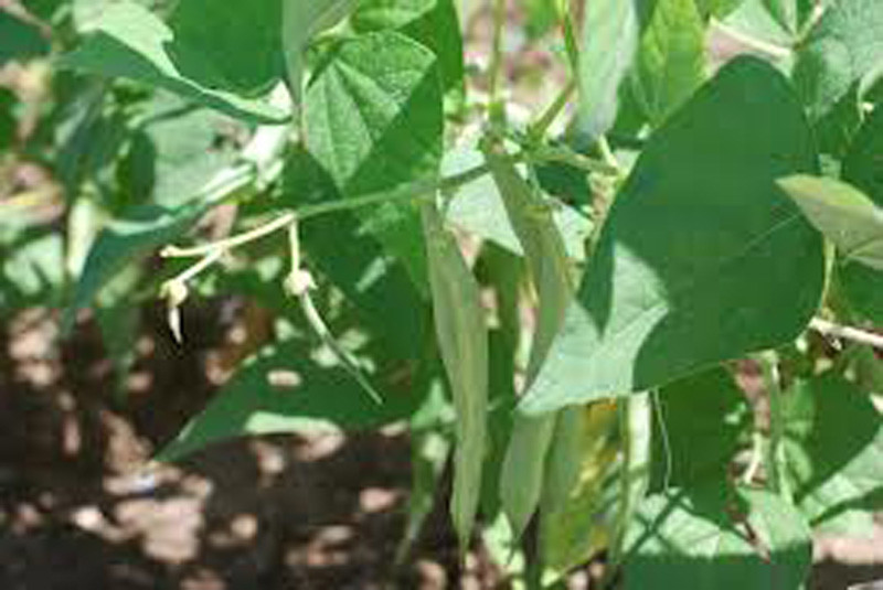Bean Seeds, Bean Seeds Mix Garden Top 5 Collection, Heirloom Seeds, 5 T