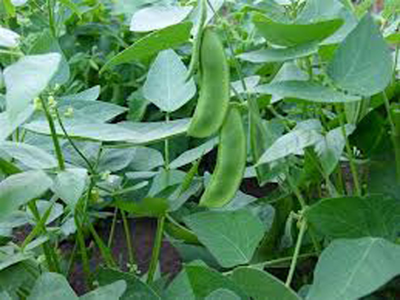 Bean Seeds, Bean Seeds Mix Garden Top 5 Collection, Heirloom Seeds, 5 T