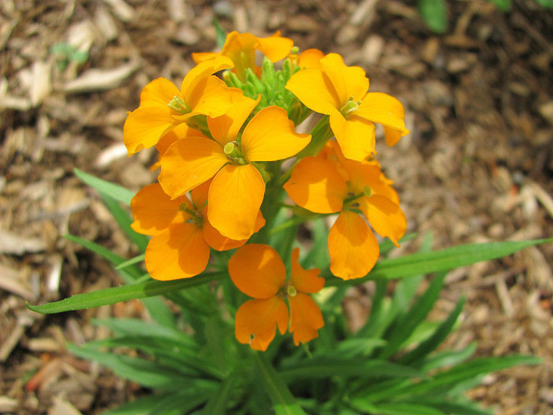 wallflower SIBERIAN FRAGRANT, biennial, ORANGE flower, 1200 seeds! GroCo buy USA