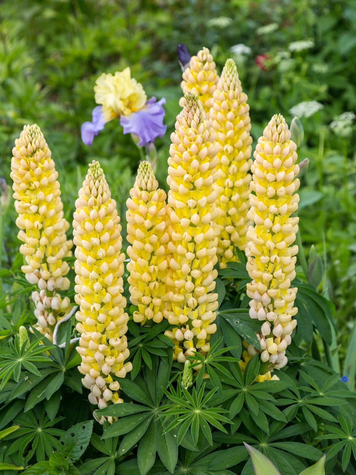 75 Mixed Colors RUSSELL LUPINE Bigleaf Lupinus Polyphyllus Flower Seeds