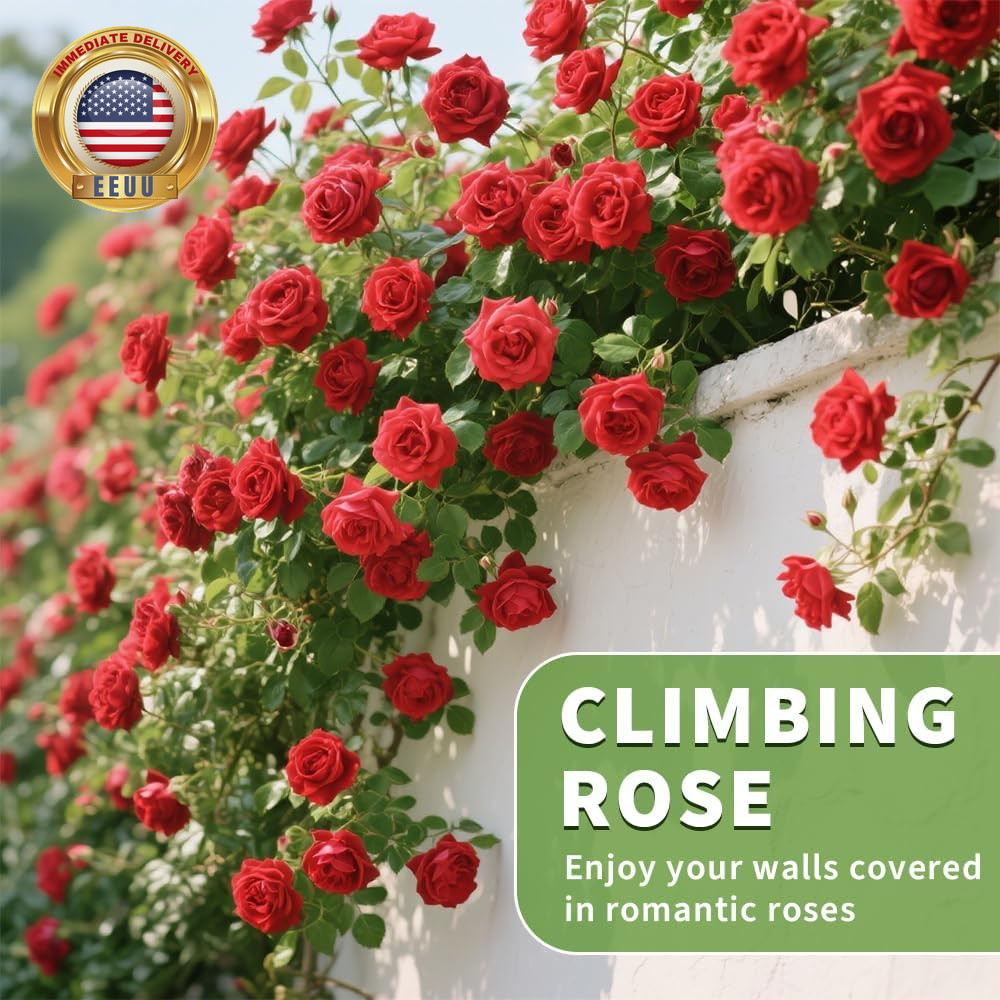 200+ Red Climbing Rose Seeds for Planting Outdoors Ornamental Climbing Flowers R
