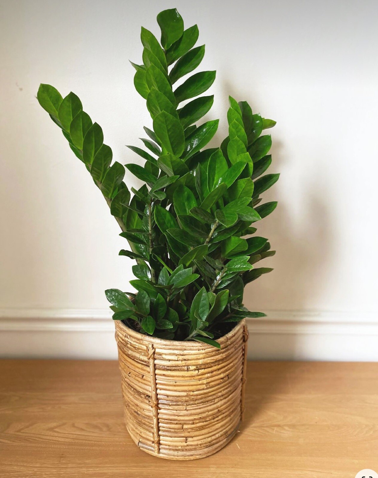 Zamioculcas Zamiifolia 2 Plants in 6″Pots Indoor Zz Plant. Home or Office Décor