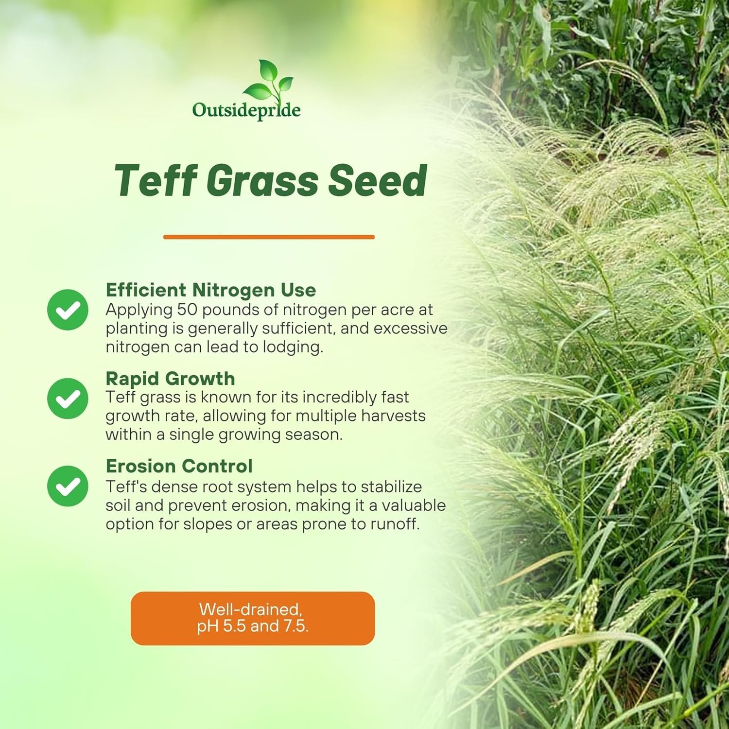 10 LBS – Coated Teff Annual Pasture Grass Seed For Cattle, Horses, & Livestock