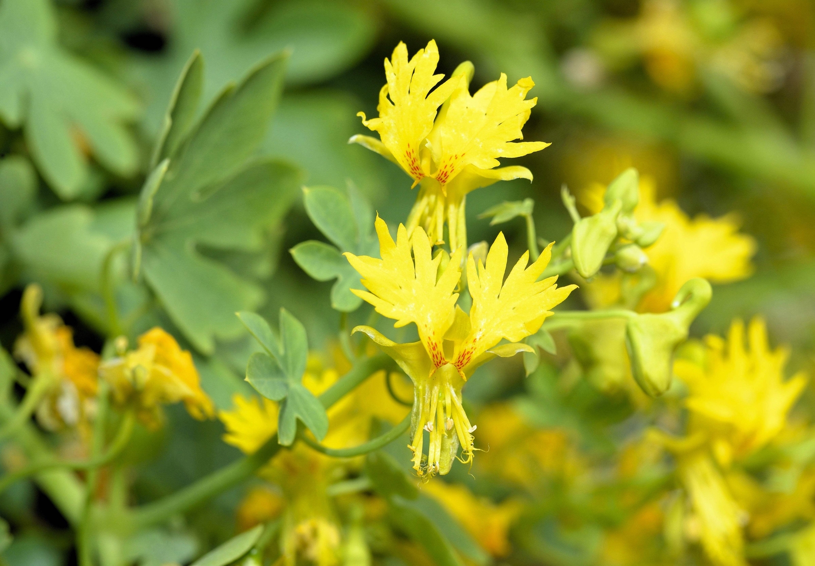10 CANARY CREEPER NASTURTIUM Vine Tropaeolum Peregrinum Yellow Bird Flower Seeds