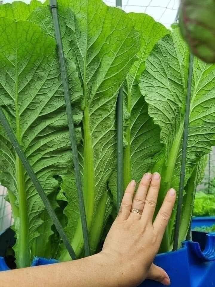 5 Bags X 1250+ Large Leaf Bamboo GAI CHOI Mustard Green seeds Cai Be xanh La lon