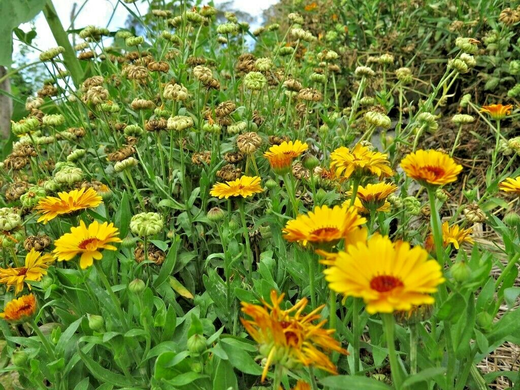 2001+BENEFICIAL INSECT Native Wildflower Mix Seed 7 Different Annual Perennial