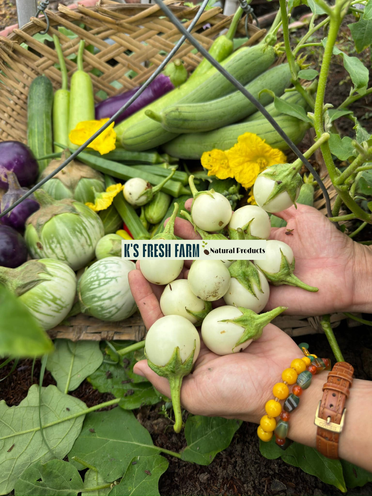 Eggplant Seeds(White+Purple Round/Long Purple/Green Thai) Cà Pháo/ Cà tím/Cà dĩa