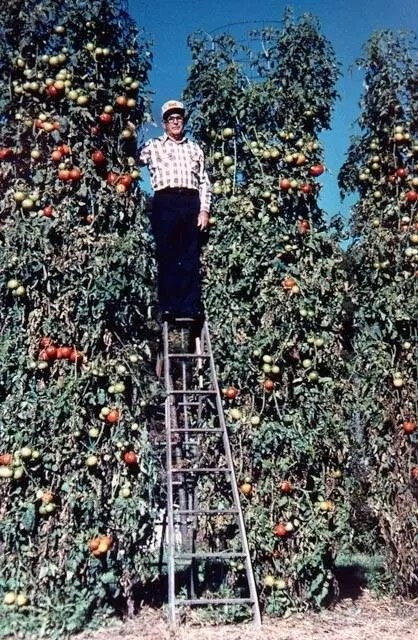 240+ Trip L Crop Tomato Seeds – TOMATO TREE — 15 FOOT VINES — HUGE —— RARE