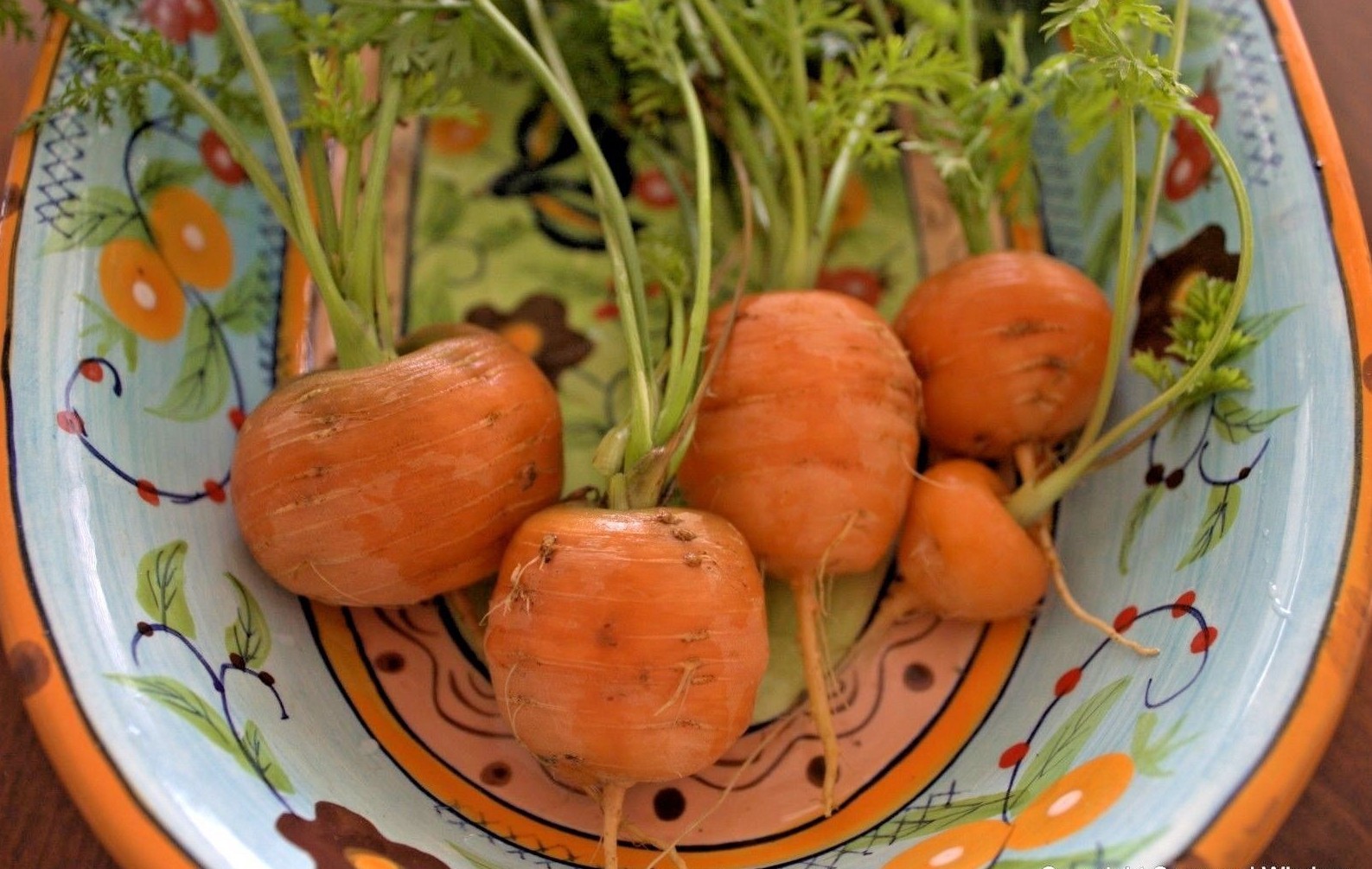 401+PARISIAN Round CARROT Seeds French Heirloom Vegetable Garden Container Easy