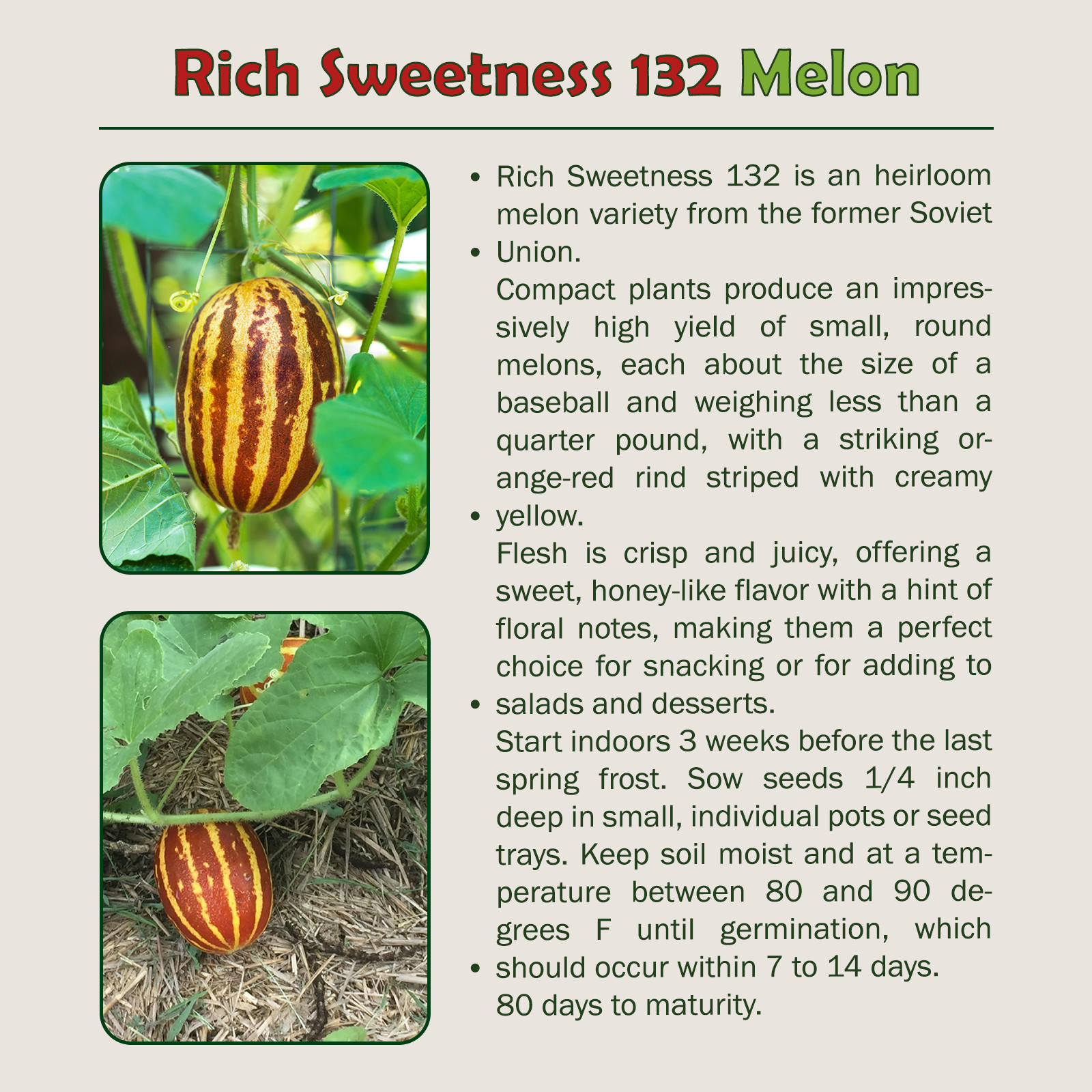 20 Rich Sweetness 132 Melon Seeds, Heirloom, Non-GMO, Genuine USA