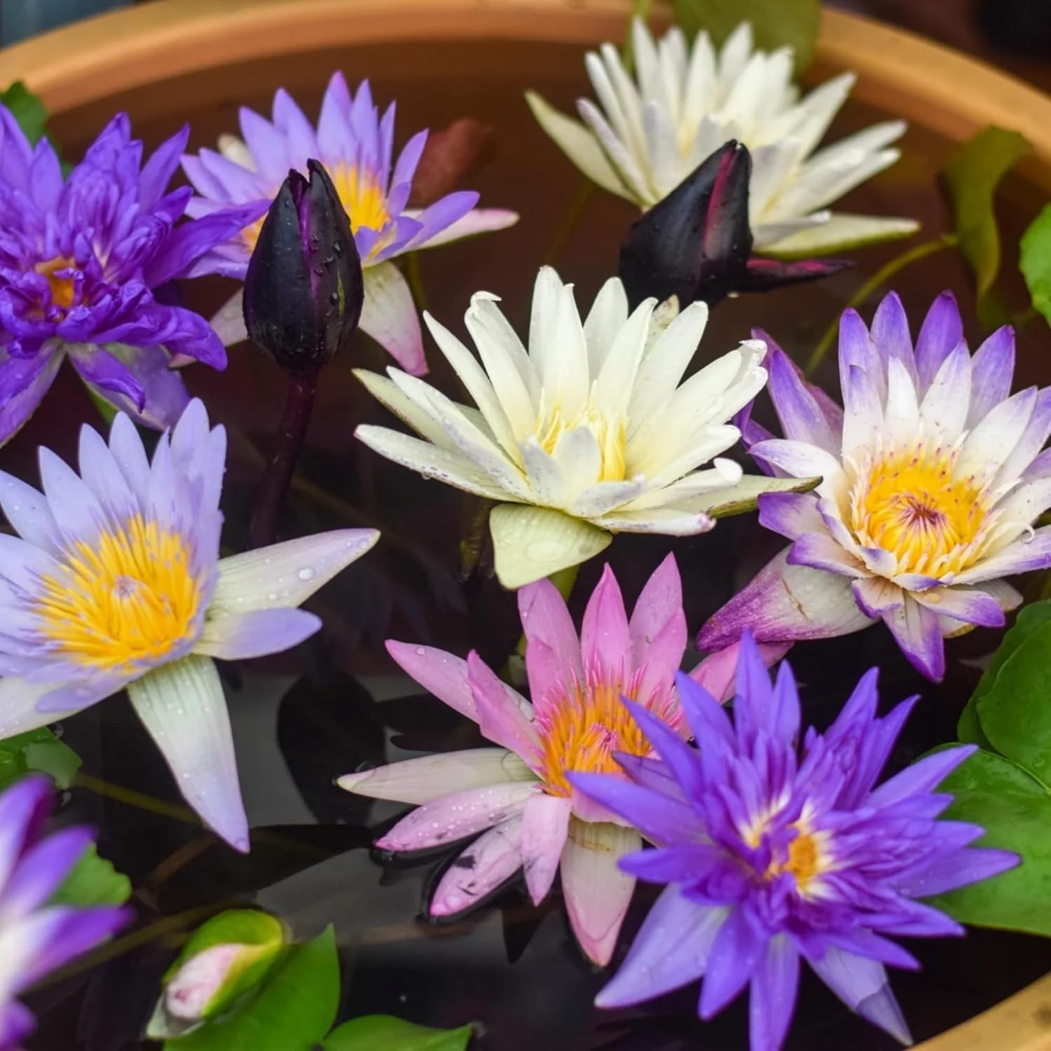 35+ Lotus Seeds Mixed Bowl Non-GMO Water Lily Flower Aquatic Pond Planting