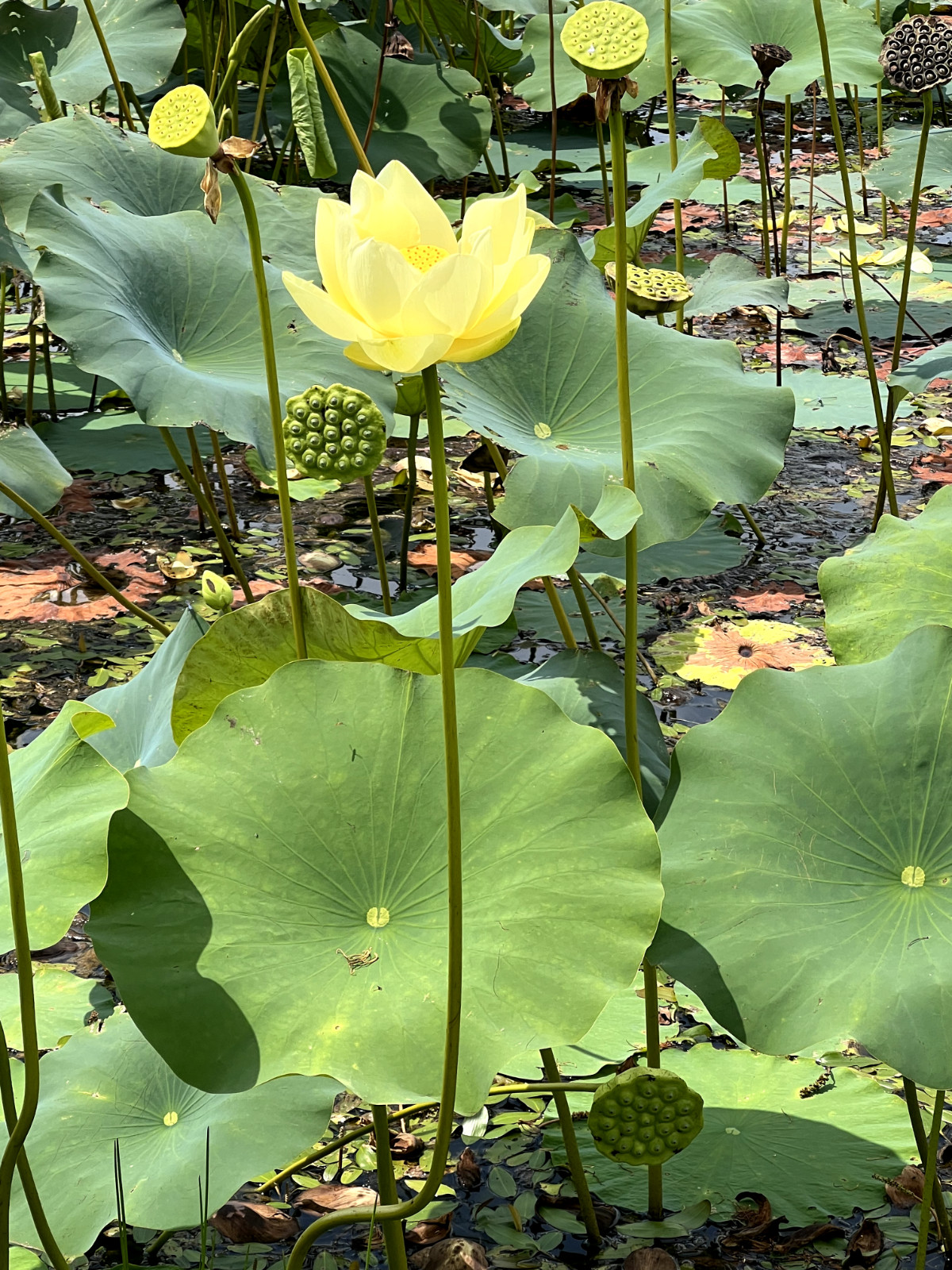 10 Seeds Yellow Lotus Flower Seeds American Water Lily for Pots or Pond