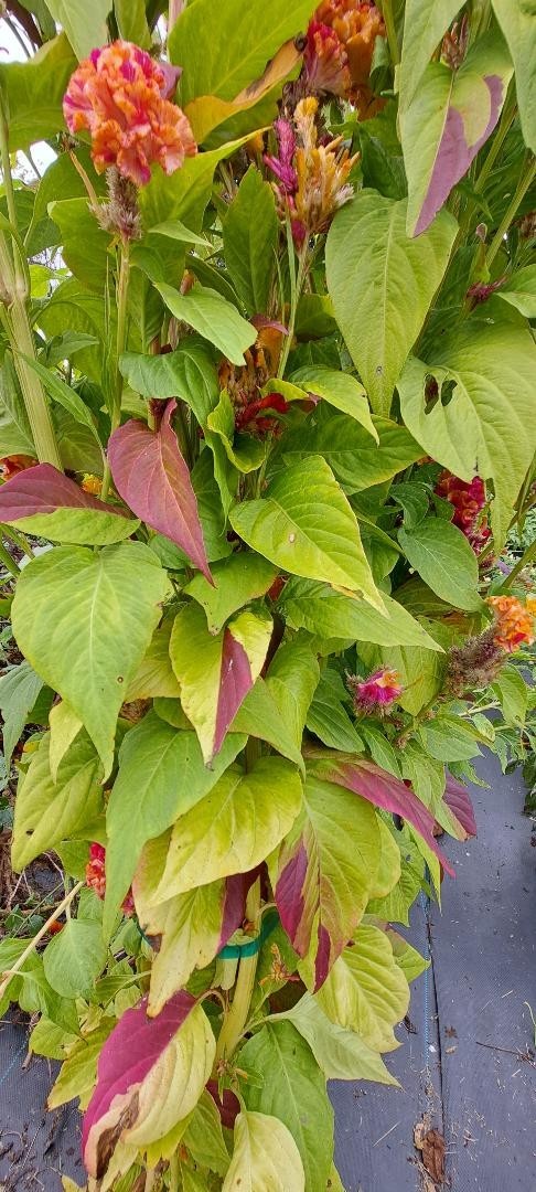 Yellow/Red Marble Brain Celosia 25 SEEDS 4 ft. tall Comb. S/H See Our Store