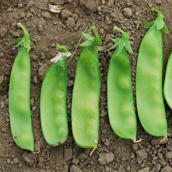 50+Sugar Pod SNOW PEAS Seeds Organic Spring Fall Vegetable Garden Container Easy