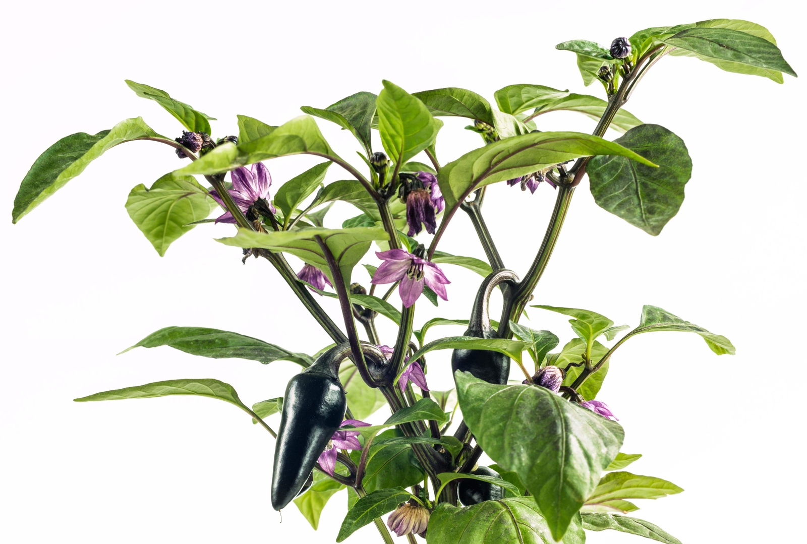 40 Organic PURPLE JALAPENO PEPPER Capsicum Annuum Hot Chili Vegetable Seeds