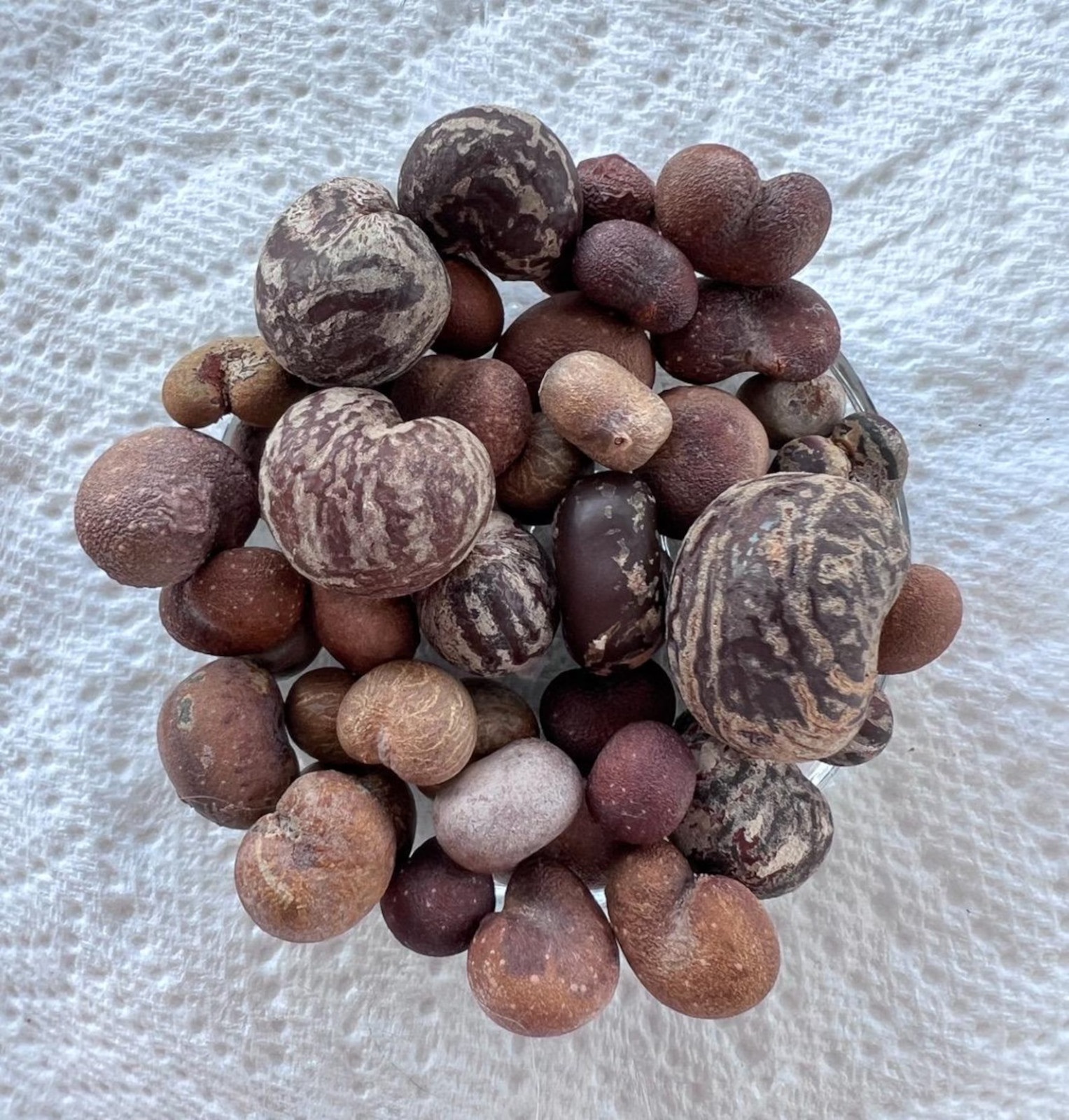 Baobab Seed Variety Pack