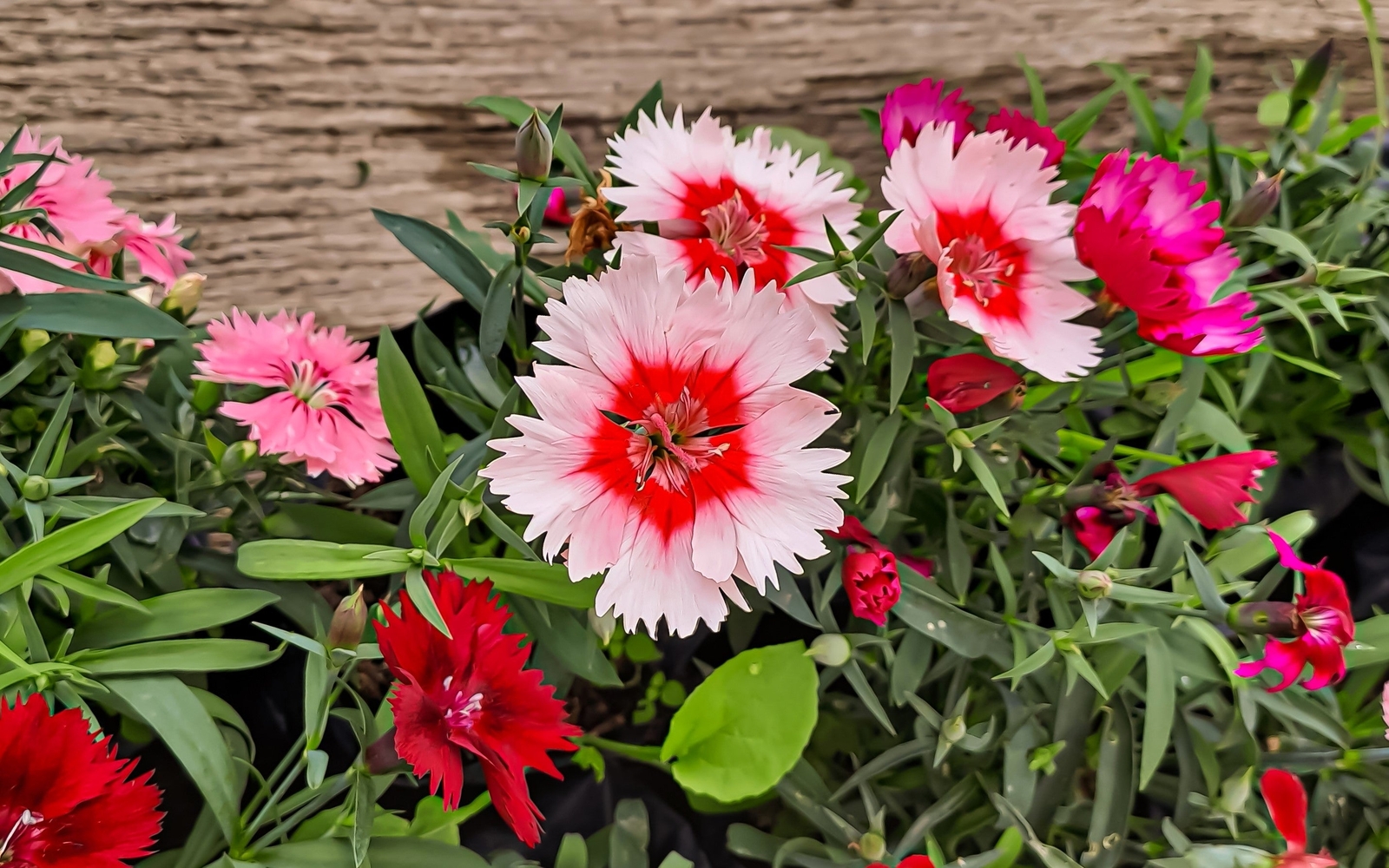 500 MIXED CHINESE PINKS China Rainbow Pink Dianthus Chinensis Bicolor Flower See