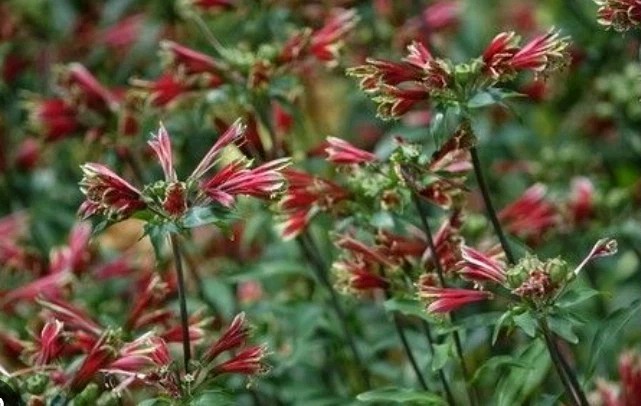 120 Peruvian Parrot Lily Hummingbird Flower Alstroemeria Psittacine Tubers