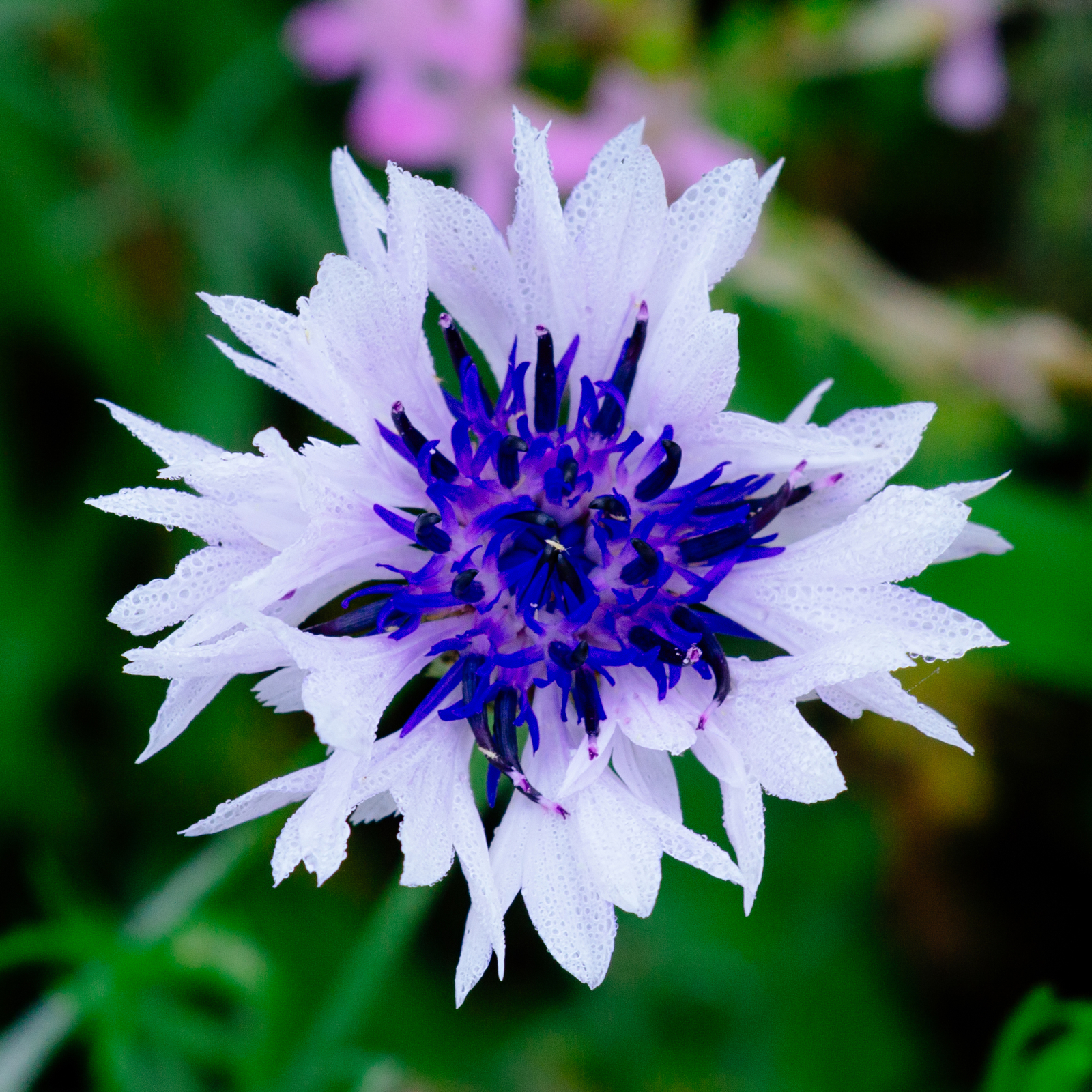 1,000 WHITE CORNFLOWER Seeds (Centaurea cyanus) | NON-GMO | Free shipping