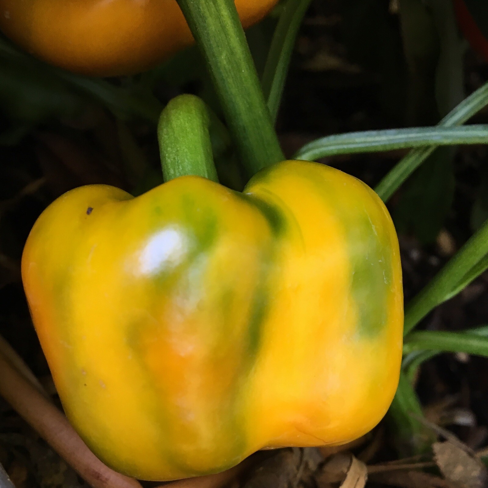 10+ Large Yellow Bell Pepper Seeds (chili, chile)