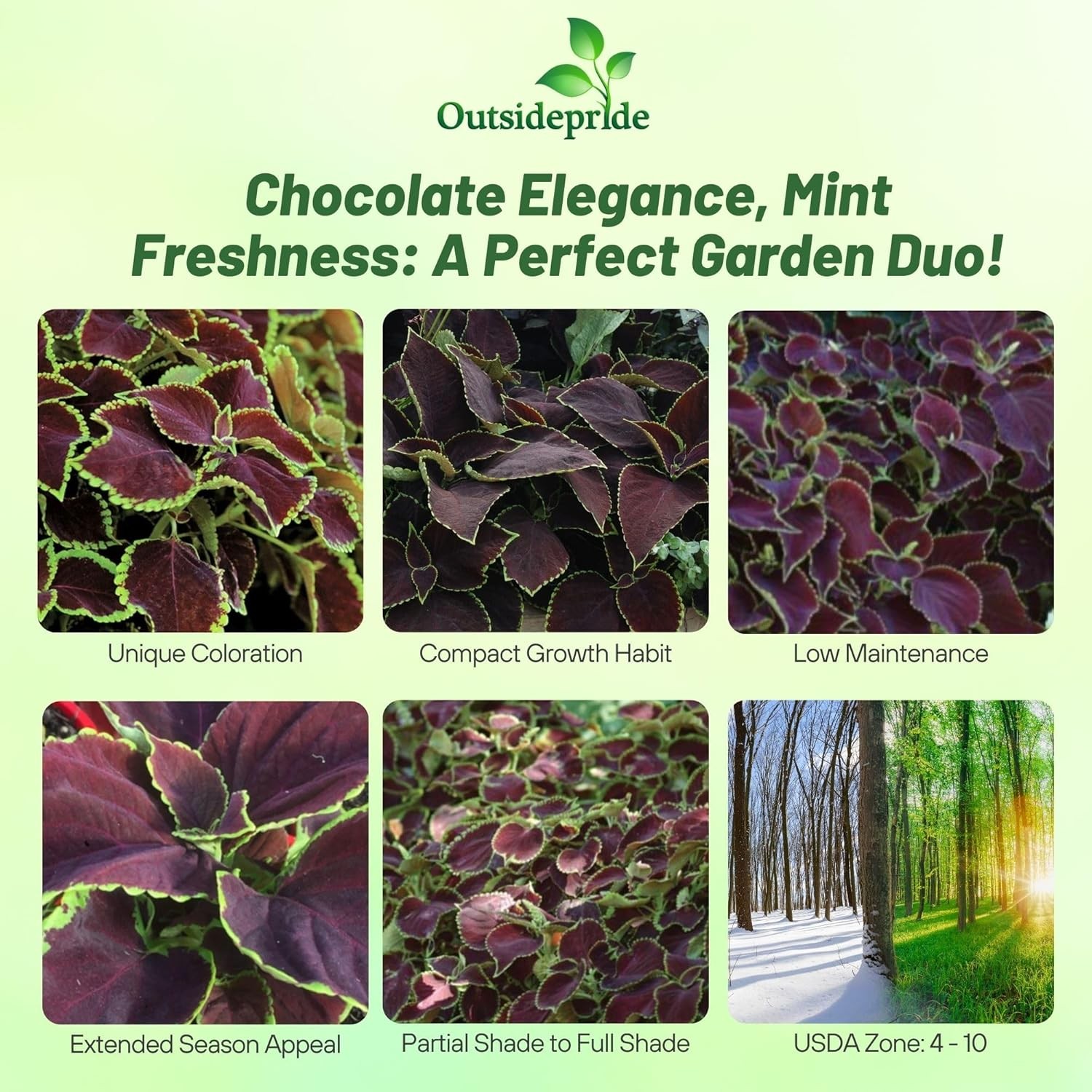 10 Seeds Coleus Flower Seed – Coleus Chocolate Mint Seeds