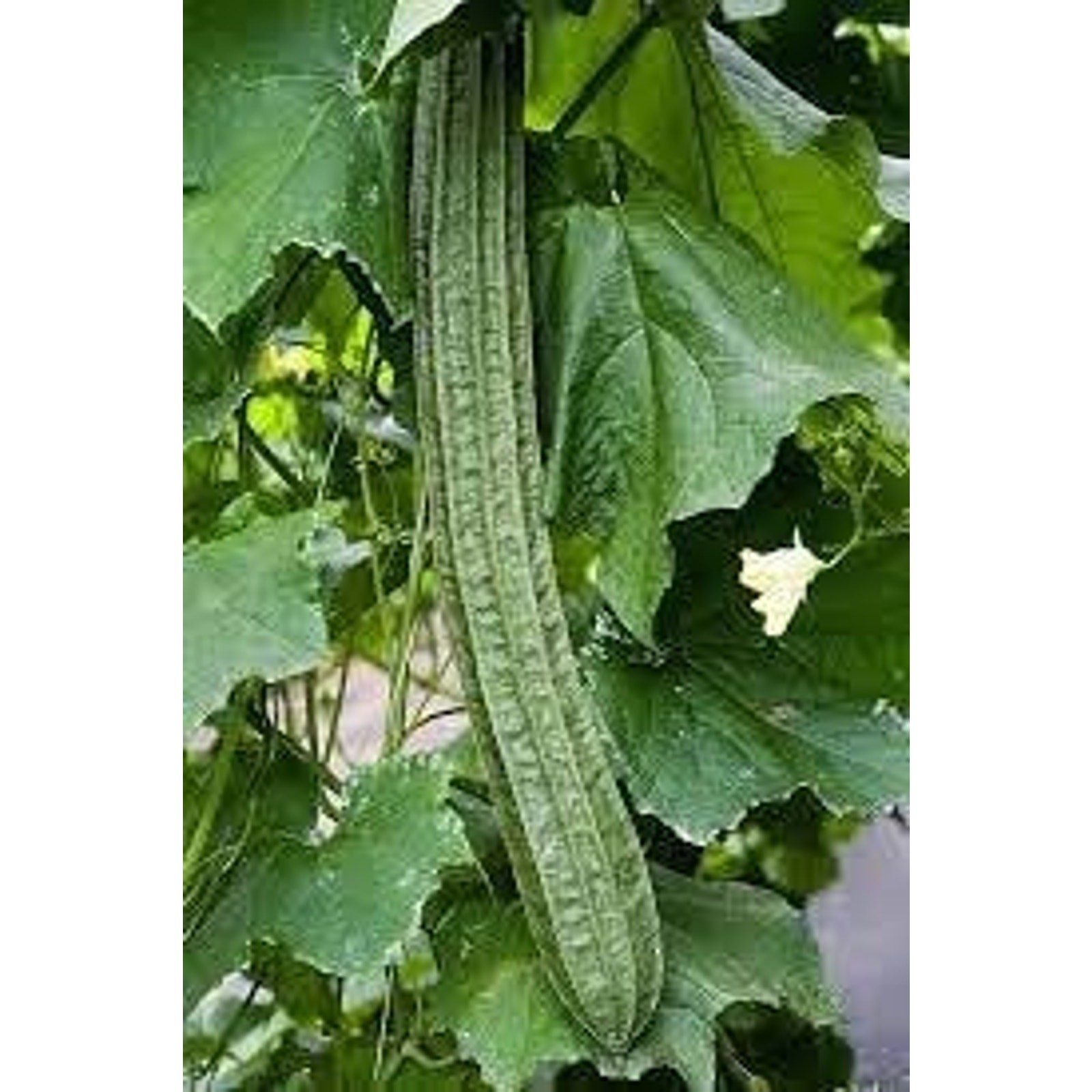 Bonanza Angled Luffa Ridged Luffa Gourd Squash Chinese Okra Seeds Heirloom