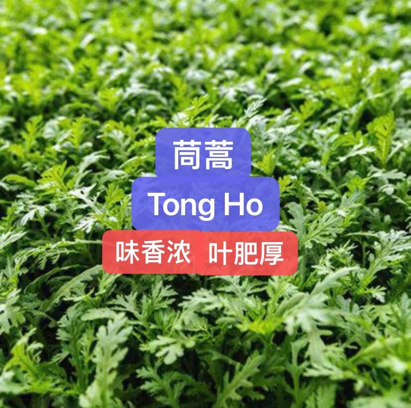 300+TongHoTonghaoSeedsShungiku Ssukgat Tan 300多粒茼蒿（皇帝菜）种子 2023年新种子